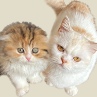 猫咪的黑手党（国际服）